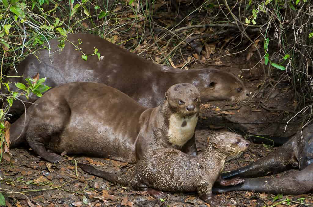 The 15 Most Social Animals Still Roaming the Planet Today