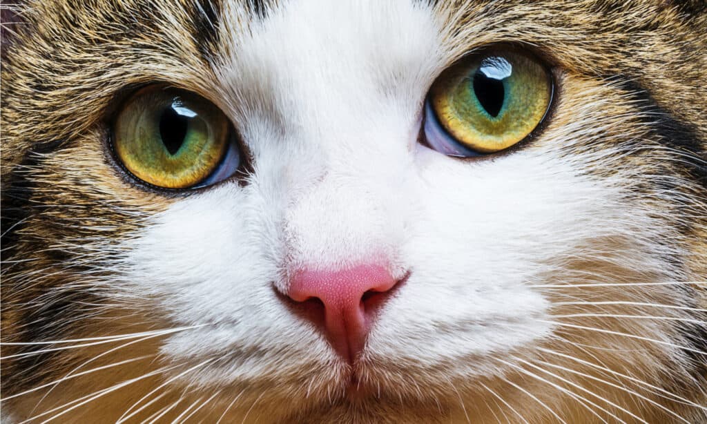 5 Cat Personality Types and How To Tell Which One Your Cat Has