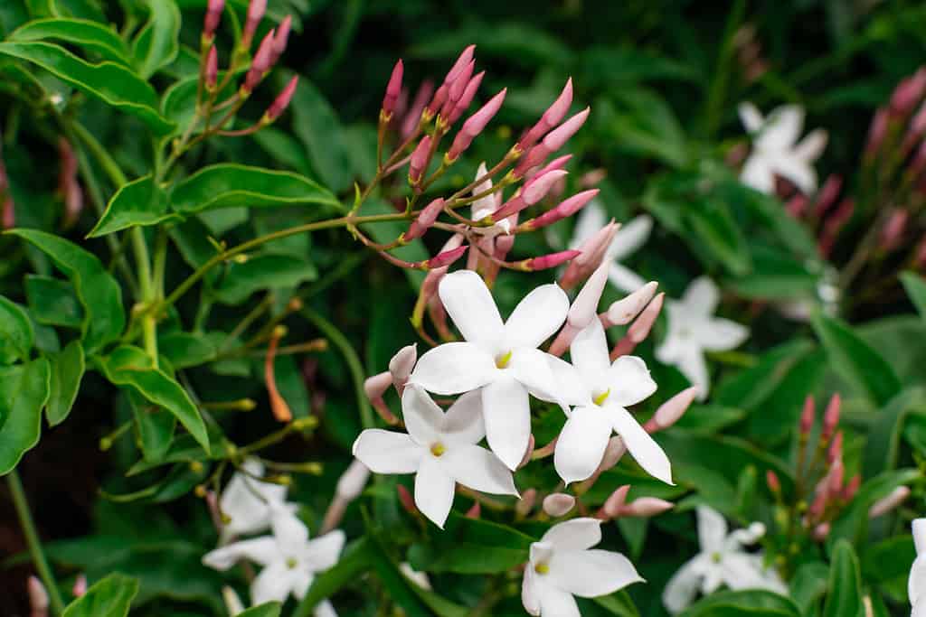 Jasmine Flowers: Meaning, Symbolism, and Uses