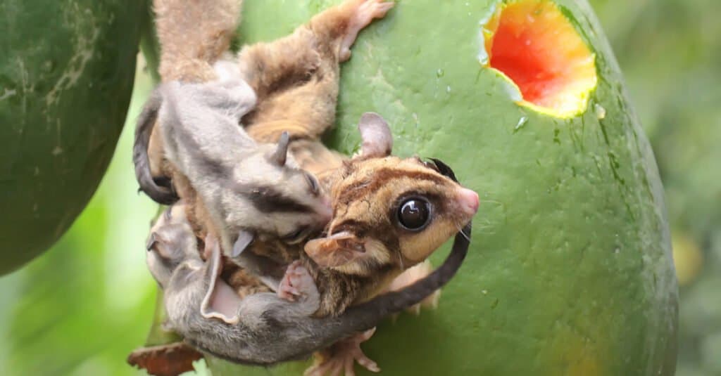 12 Reasons to Avoid Getting a Sugar Glider as a Pet