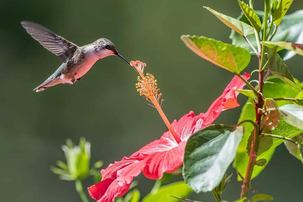 When Do Hibiscus Bloom? Discover Peak Season by Zone