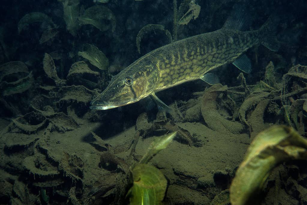 The 18 Largest Fish Ever Caught in New Hampshire