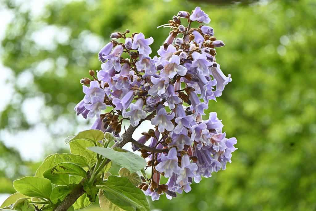 The 11 Best Purple Flowering Trees in Florida