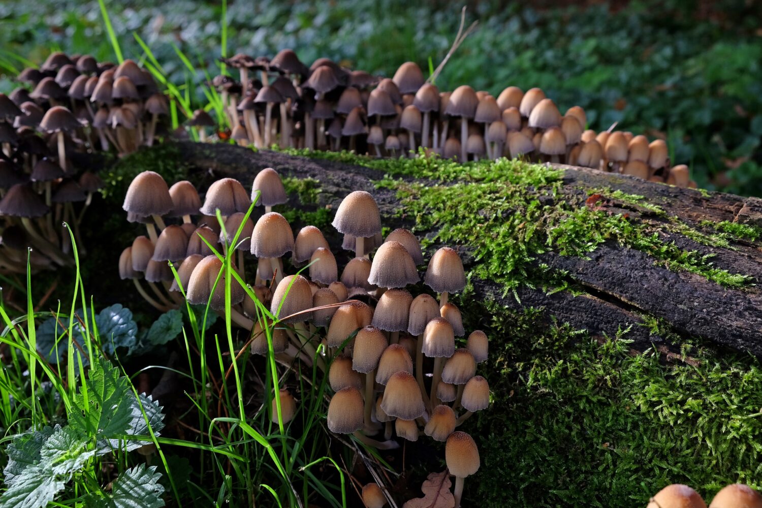 23 Mushrooms that Grow in Clusters