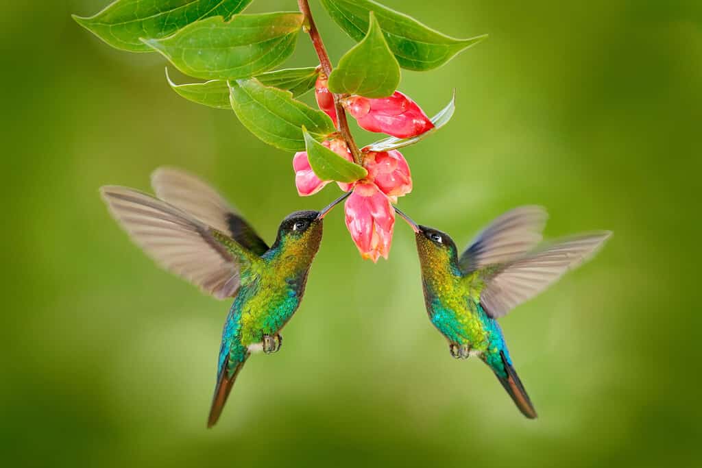 Discover 5 Colors That Hummingbirds Are Attracted To