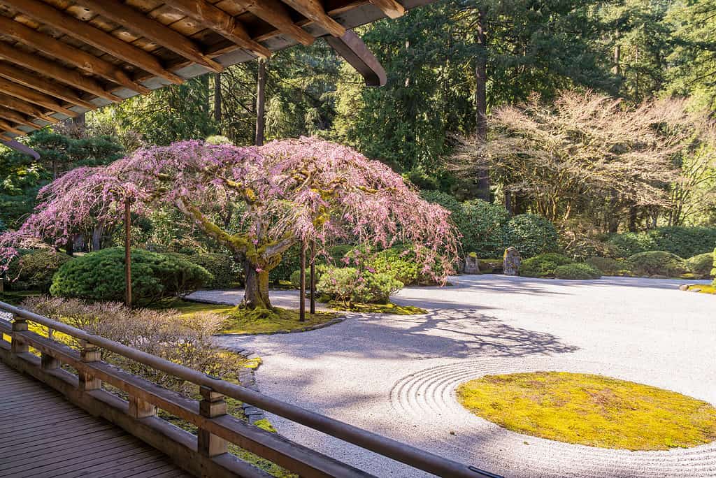 The 11 Best Purple Flowering Trees in Florida