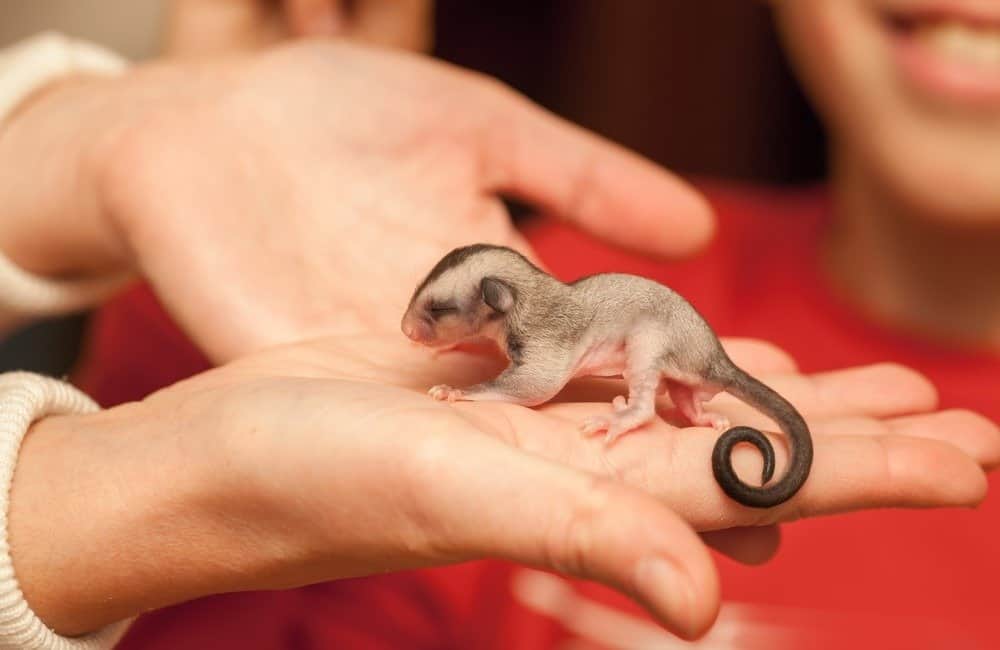 12 Reasons to Avoid Getting a Sugar Glider as a Pet