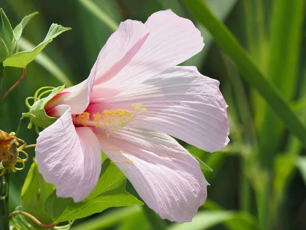 When Do Hibiscus Bloom? Discover Peak Season by Zone