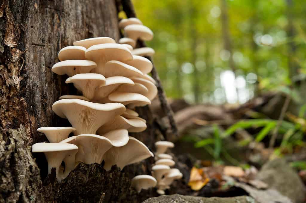 23 Mushrooms that Grow in Clusters