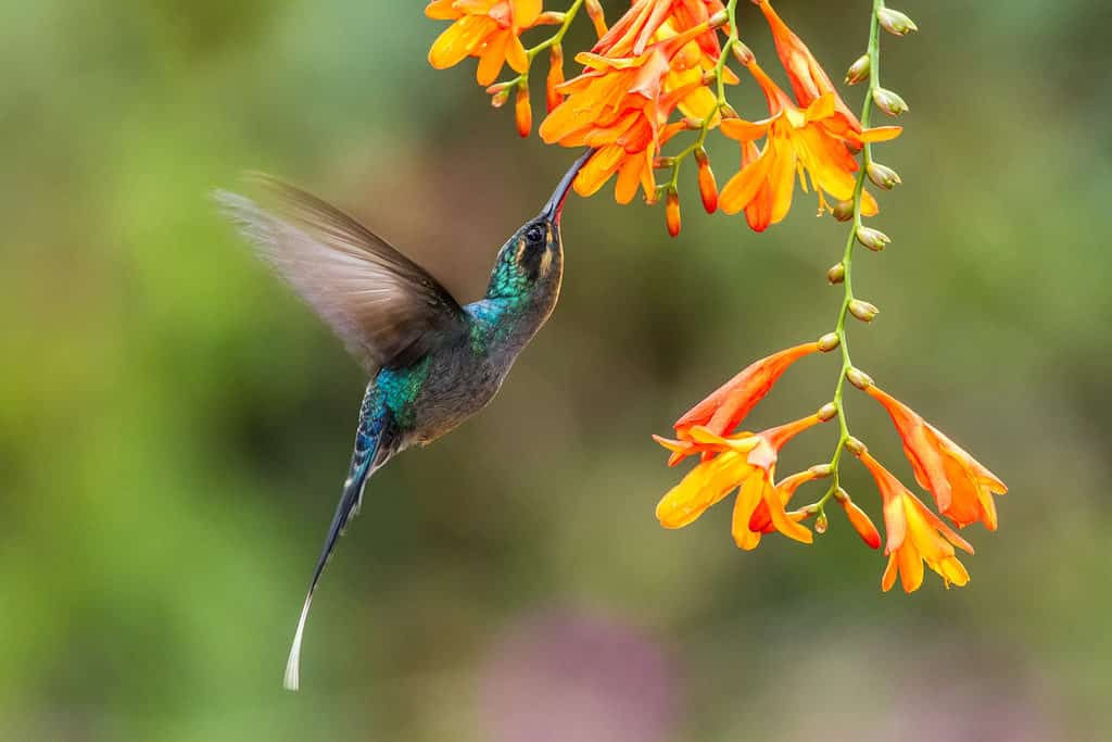 Discover 5 Colors That Hummingbirds Are Attracted To