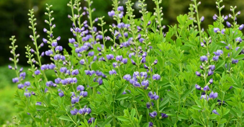 Discover the 10 Best Shrubs to Plant in Ohio (From Flowering to Evergreen!)