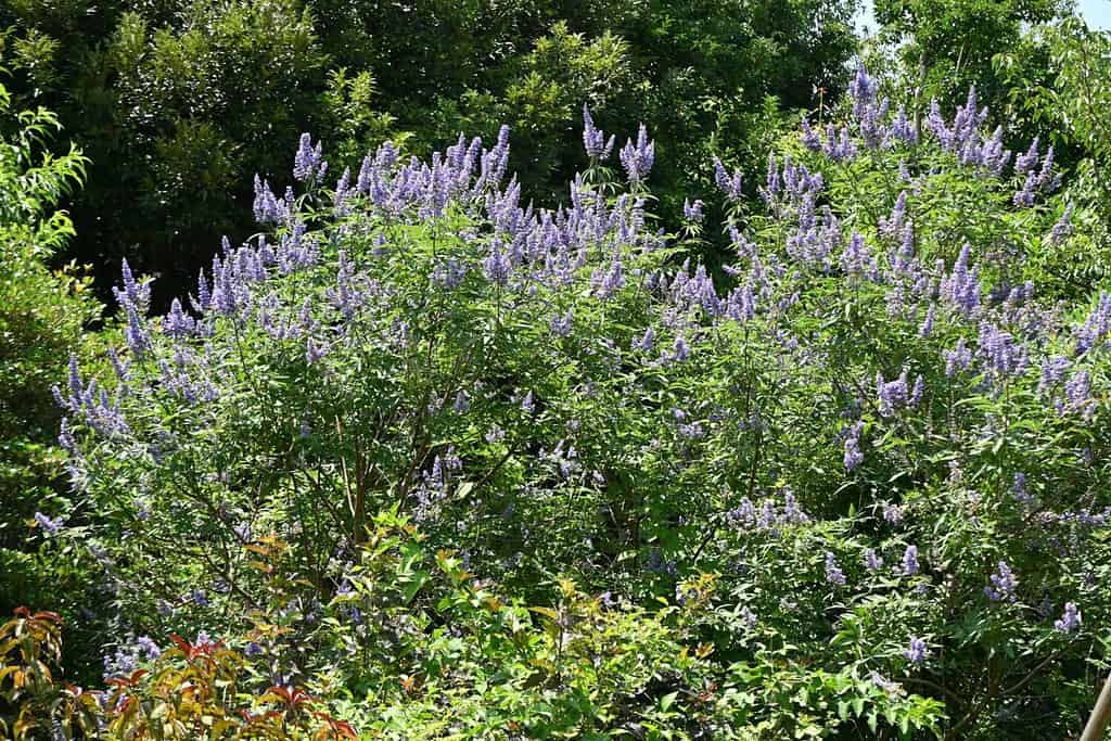 The 11 Best Purple Flowering Trees in Florida