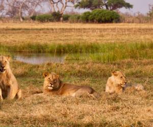 Watch Two Mighty Lions Stroll Down the Street and Patrol Their Territory