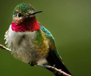 Discover 5 Colors That Hummingbirds Are Attracted To