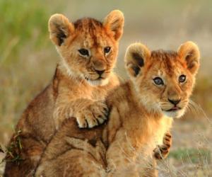 Lioness Pins a Young Warthog to Use as a Training Routine For Her Cubs