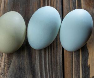 Easter Egger Chicken Lifespan: How Long Do Easter Egger Chickens Live?