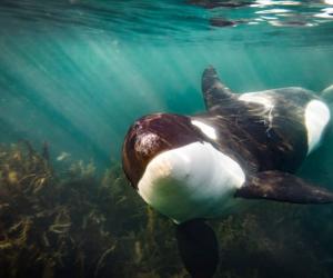 Watch a Killer Whale Beach Itself To Catch a Seal Dinner