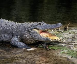 Watch an Alligator Lose Its Temper When a Foolish Man Tries Messing With Her Baby