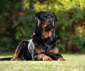 How to Train Your Rottweiler: The 4 Best Methods and Tips