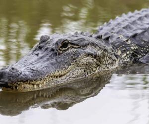 Alligators Can Perform a Water Dance And This Is What It Looks Like