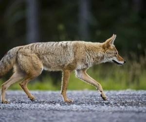 Do Coyotes Bark? Understand the 11 Common Sounds They Make