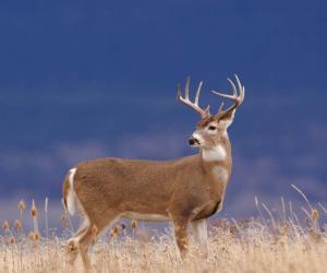 The Largest Whitetail Deer Ever Caught in Oklahoma