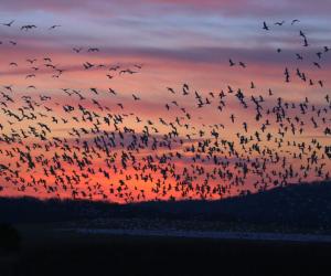 The 6 Best Places and Times to See Bald Eagles in Pennsylvania