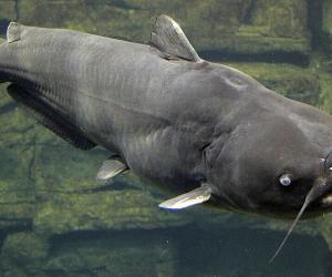 The Largest Blue Catfish Ever Caught in Georgia Was an Absolute Unit