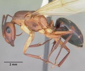 Male Ants vs Female Ants: 5 Key Differences and Roles