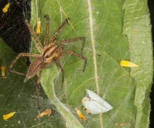 12 Spiders Crawling Around San Antonio