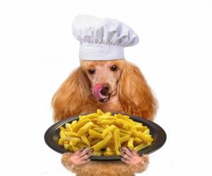 5 Healthy and Delicious Homemade Dog Food Recipes