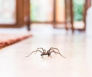 Ants and Spiders Hate this Simple Kitchen Ingredient - Find Out Why