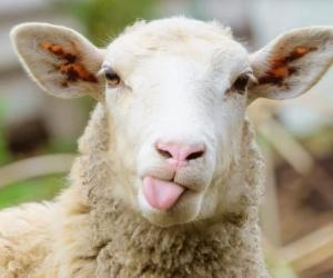 Watch a Fisherman Get Absolutely Launched into a Pond When a Rude Sheep Rams Him