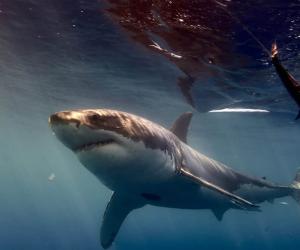 Great White Shark Spotted Dangerously Close To California Beach