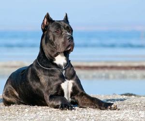 Cane Corso Lifespan: Average Life Expectancy and More!