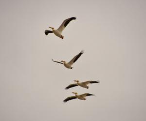 Discover the 27 Largest Flying Birds in Florida