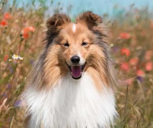 Male vs Female Collie: 5 Key Differences