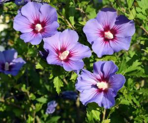 When Do Hibiscus Bloom? Discover Peak Season by Zone