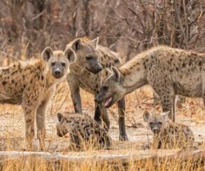 Lions Face Off Against an Entire Pack of Hyenas Who Encircle the Pride