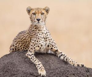 Witness Two Male Cheetahs Physically Wrestle Over Mating a Female Cheetah