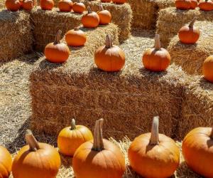 Explore the 6 Best Pumpkin Patches in New Mexico To Experience Autumn