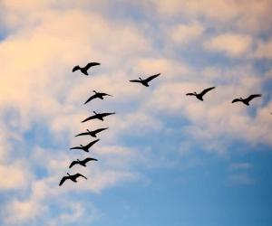 Why Do Geese Fly in V Formations?