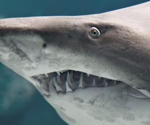 See a Kayaker's Stunned Reaction When a Speedy Shark Emerges from Nowhere to Steal His Fish