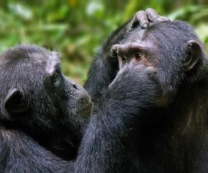 Male vs Female Chimpanzees: 15 Key Differences