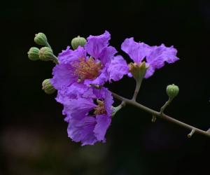 The 11 Best Purple Flowering Trees in Florida