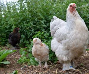 Can Chickens Safely Eat Apples?