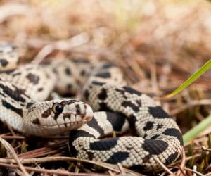 Watch a Man's Surprising Reaction When He Rolls Up on One of the Rarest Snakes in the U.S.