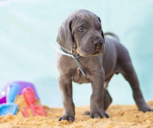 When to Neuter or Spay Your Great Dane: 3 Steps to Follow