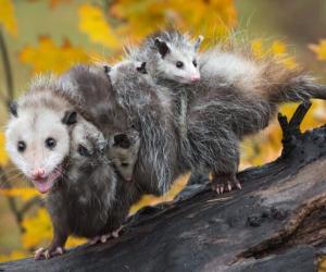 Trail Camera Catches a Opossum Sneaking Up on A Skunk and Pushes It Into a Pond