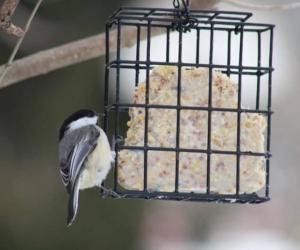 Discover the 12 Types of Bird Feeders to Attract a Variety of Birds to Your Yard